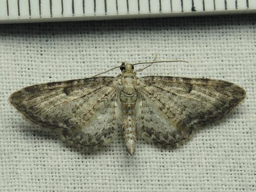 Eupithecia subumbrata