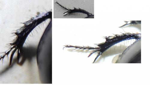 Anoplotrupes stercorosus