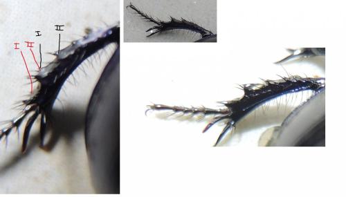 Anoplotrupes stercorosus