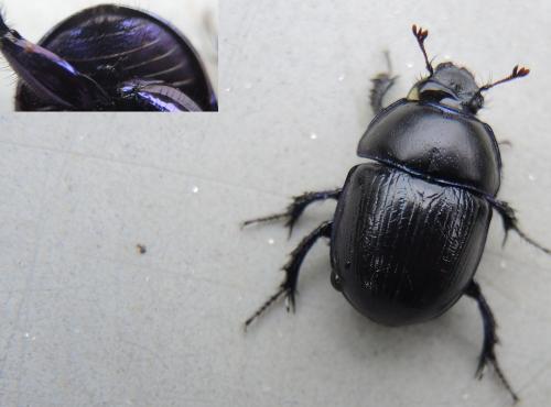 Anoplotrupes stercorosus