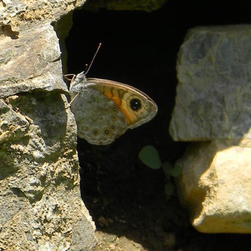 Lasiommata maera
