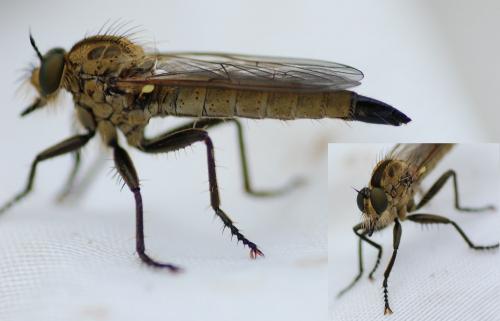 Dysmachus fuscipennis