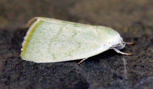 Earias vernana
