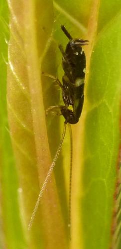 Planuncus vinzi