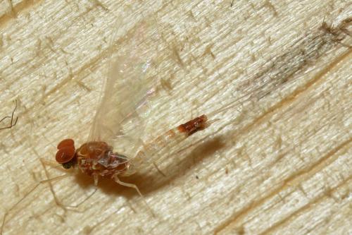 Baetis sp.