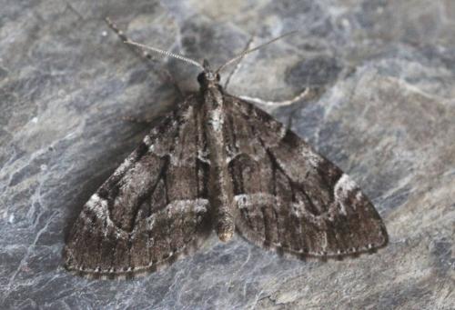 Epilobophora sabinata