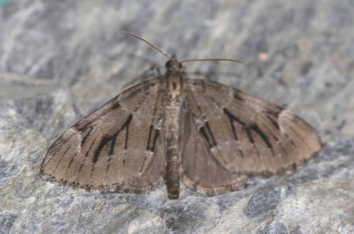 Réf. 121 545 : Epilobophora sabinata