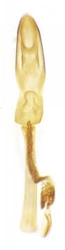 Epuraea aestiva