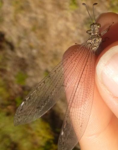 Réf. 121 838 : Creoleon corsicus