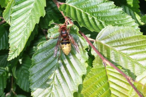 Vespa crabro
