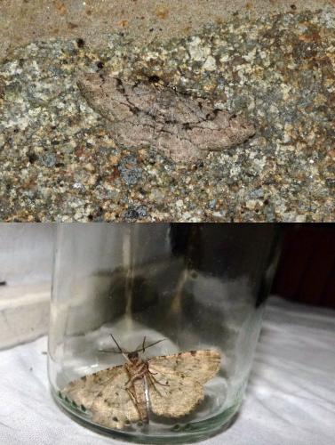 Peribatodes rhomboidaria