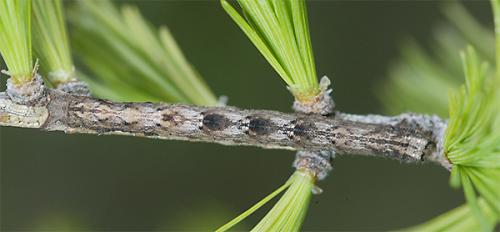Peribatodes sp.