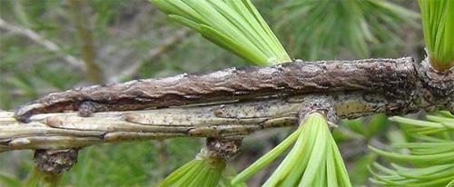 Peribatodes sp.