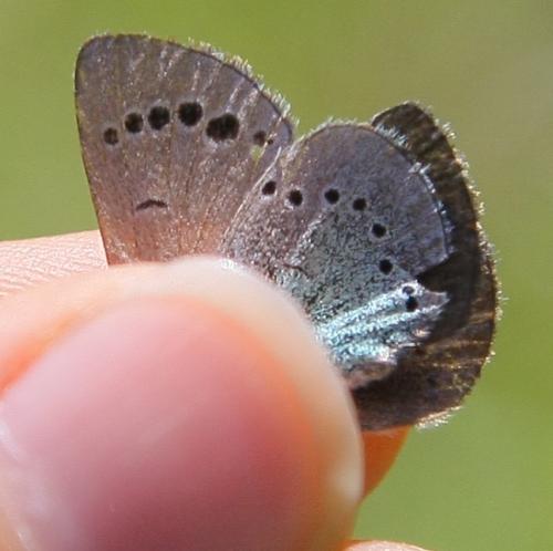 Glaucopsyche alexis