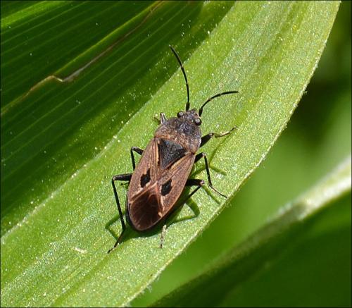 Rhyparochromus phoeniceus
