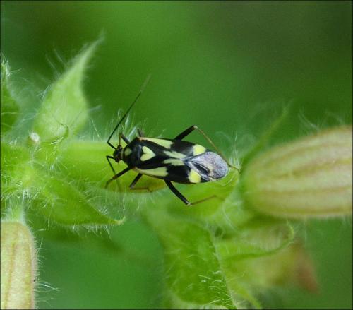 Réf. 121 825 : Grypocoris sexguttatus