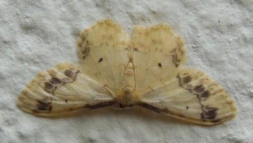 Idaea trigeminata