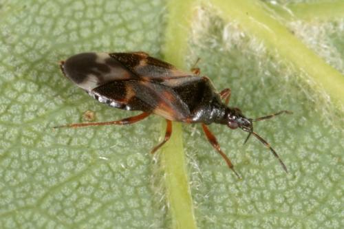 Réf. 121 212 : Anthocoris nemoralis