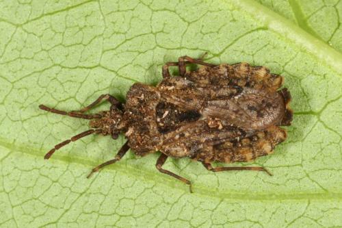 Aradus conspicuus