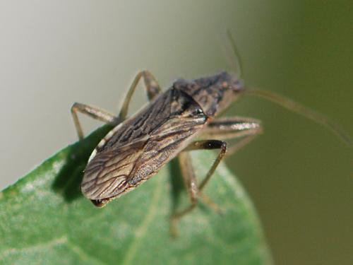 Himacerus major