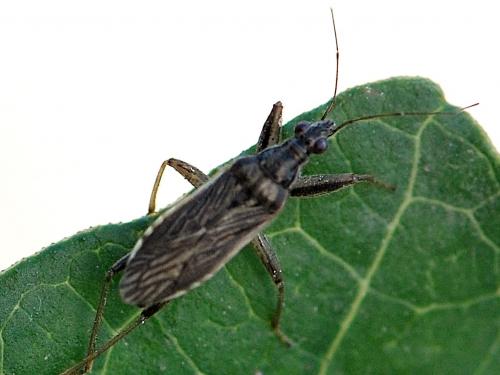 Himacerus major