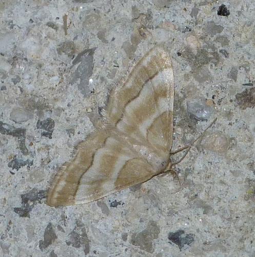 Idaea circuitaria