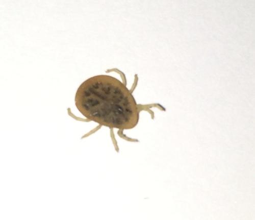Argas sp.