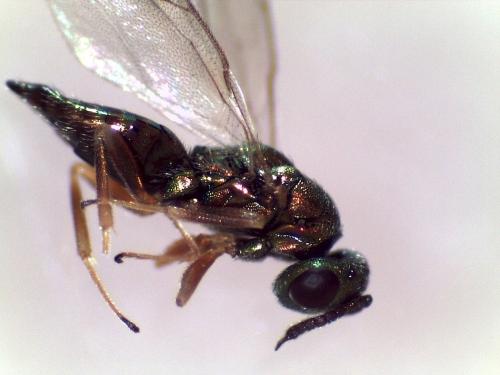 Trichomalus sp.