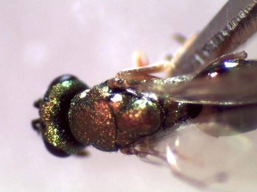 Trichomalus sp.