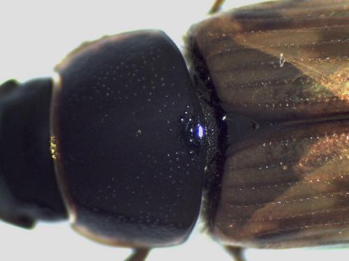 Melinopterus prodromus