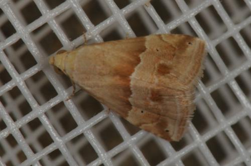 Eublemma parva