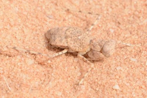 Eremiaphila sp.
