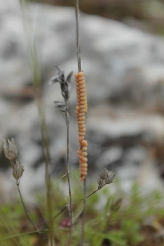 Libelloides sp.