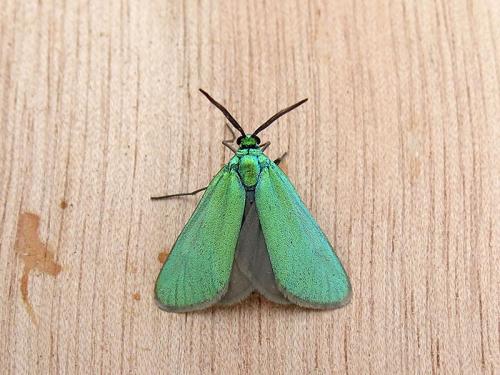 Jordanita hispanica
