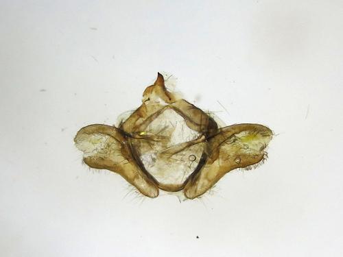 Jordanita hispanica