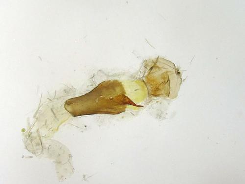 Jordanita hispanica