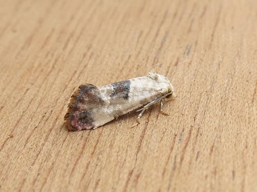 Réf. 121 850 : Cochylis posterana
