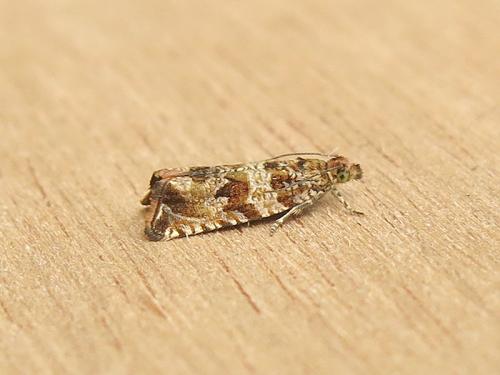 Celypha cespitana