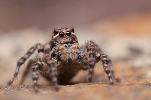 Aelurillus v-insignitus