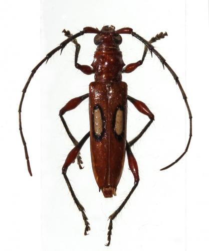 Stizocera poeyi