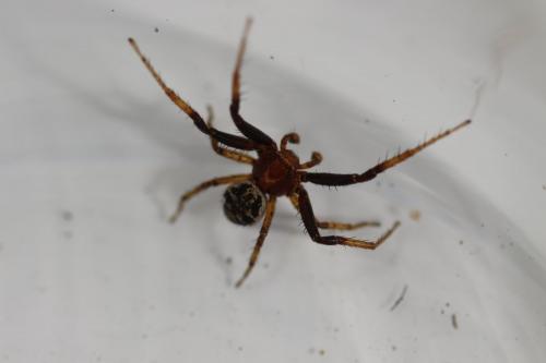 Xysticus sp.