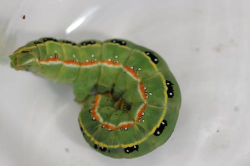 Xylena exsoleta
