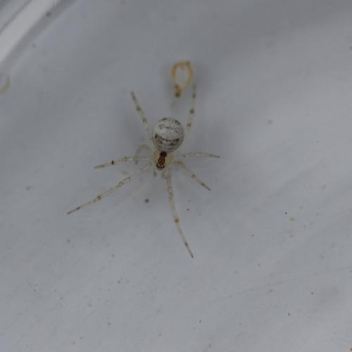 Theridion varians