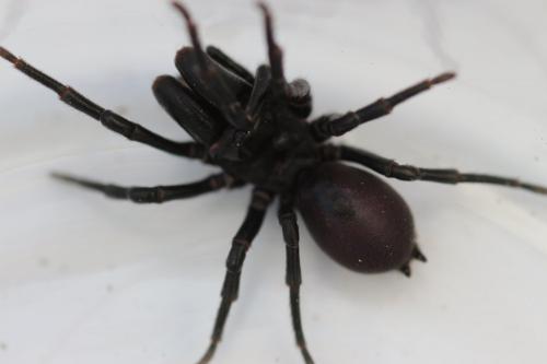 Atypus piceus