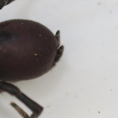 Atypus piceus