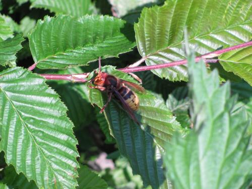 Vespa crabro