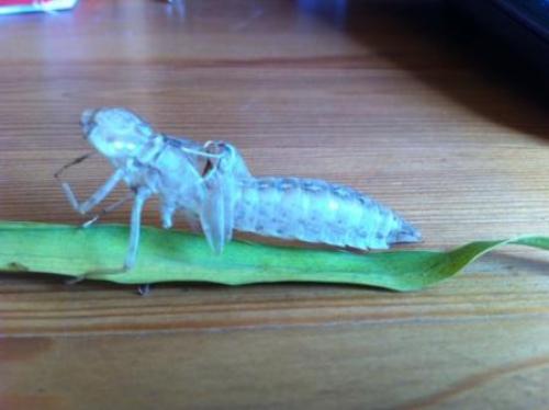 Anax sp.