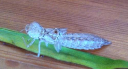 Anax sp.