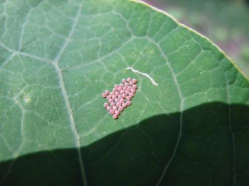 Mamestra brassicae