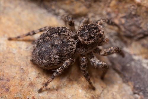 Aelurillus v-insignitus